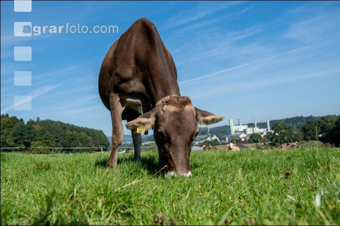 Braunvieh Septemberweide 28
