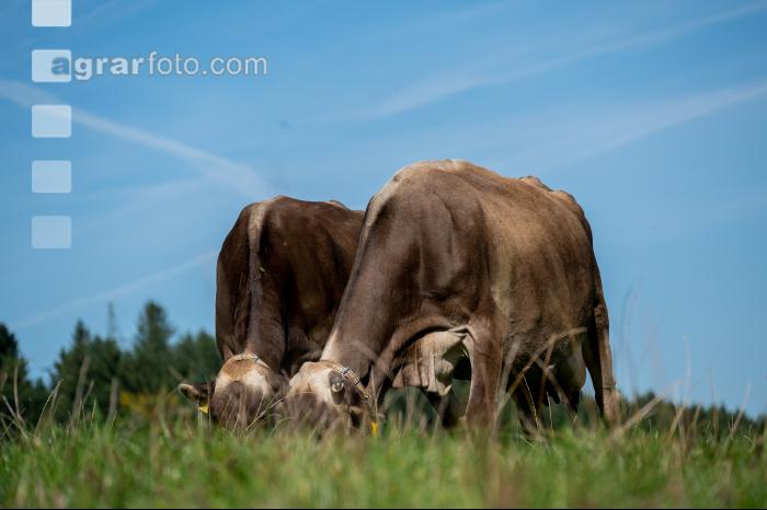 Braunvieh Septemberweide 20