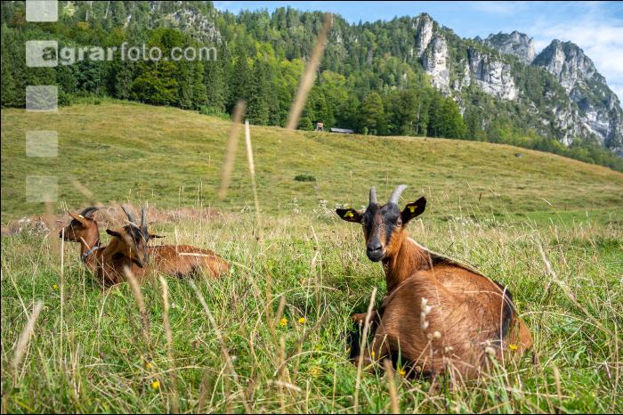 Ziegen auf der Alm 6