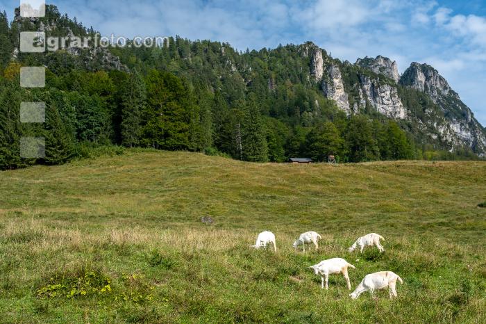 Ziegen auf der Alm 4