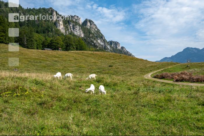 Ziegen auf der Alm 2