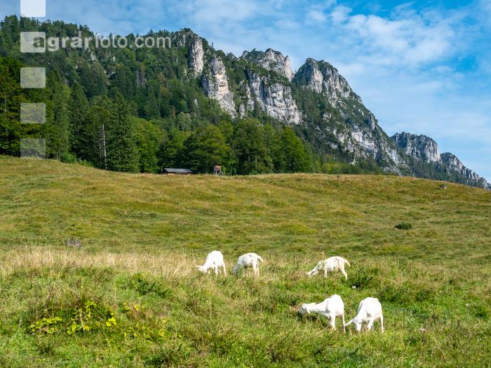 Ziegen auf der Alm 1