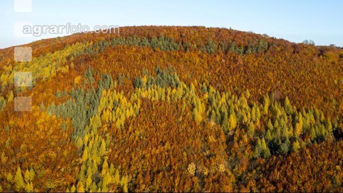 Mischwälder im Oktober 13