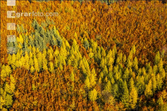 Mischwälder im Oktober 12