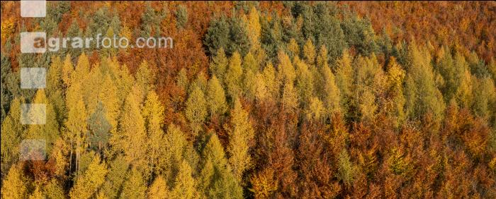 Mischwälder im Oktober 9