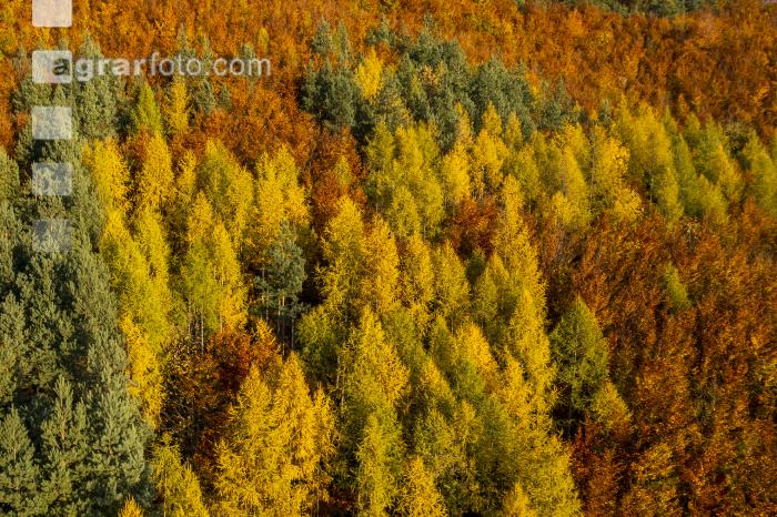 Mischwälder im Oktober 8