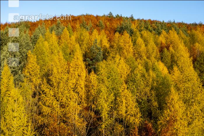 Mischwälder im Oktober 5