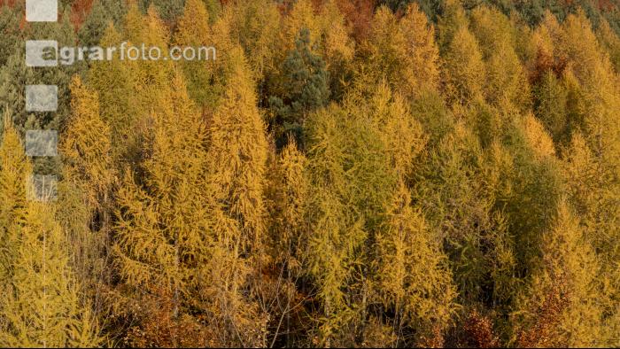Mischwälder im Oktober 4