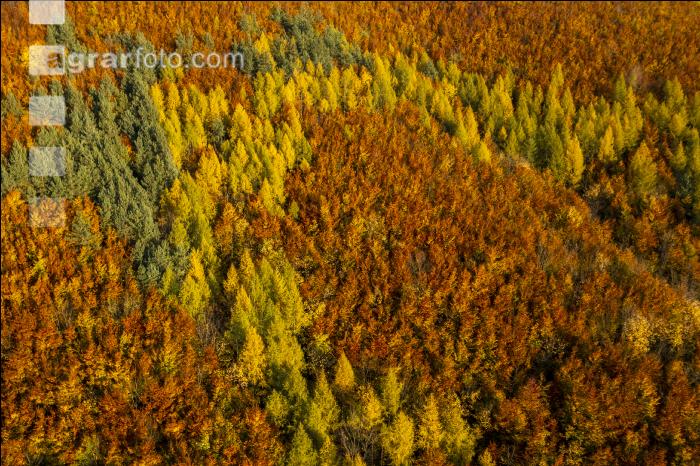 Mischwälder im Oktober 3