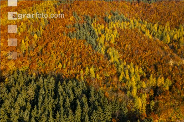Mischwälder im Oktober 2