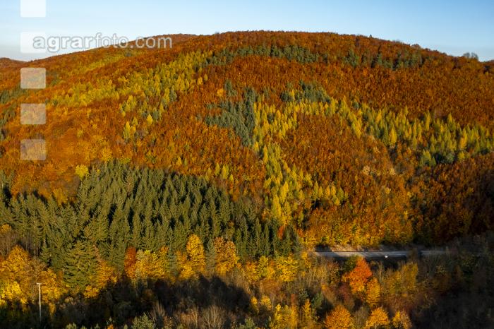 Mischwälder im Oktober 1