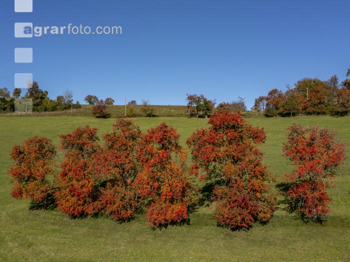Obstbäume Herbstfarben 6