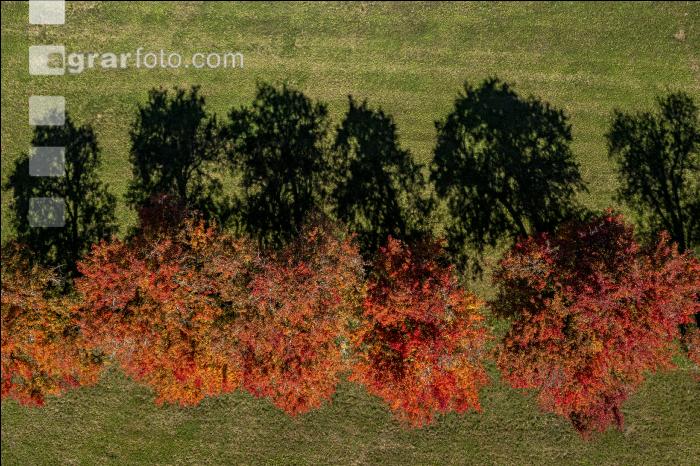 Obstbäume Herbstfarben 1