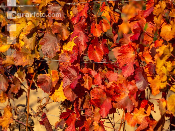Vineyards in October 11
