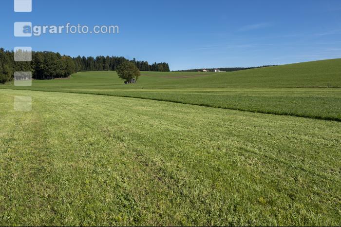 Dauerwiese im Oktober 20