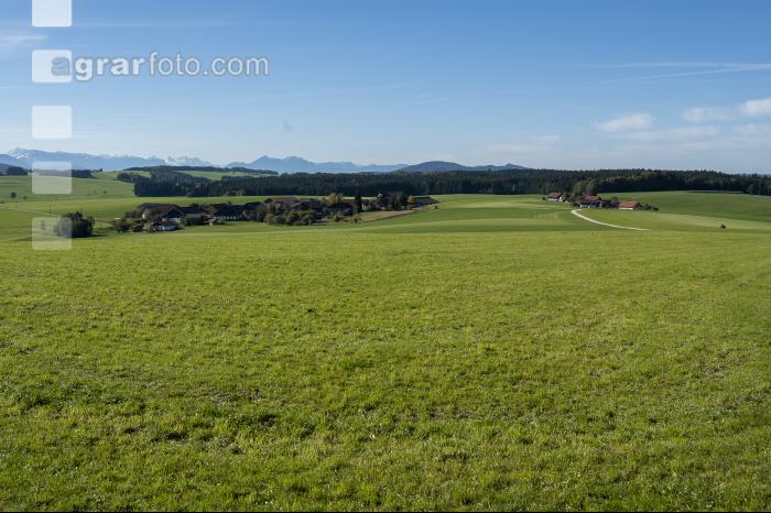 Dauerwiese im Oktober 8