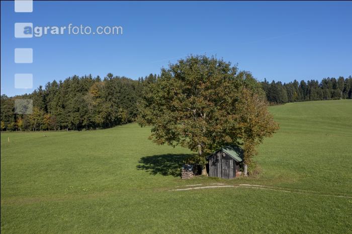 Dauerwiese im Oktober 1