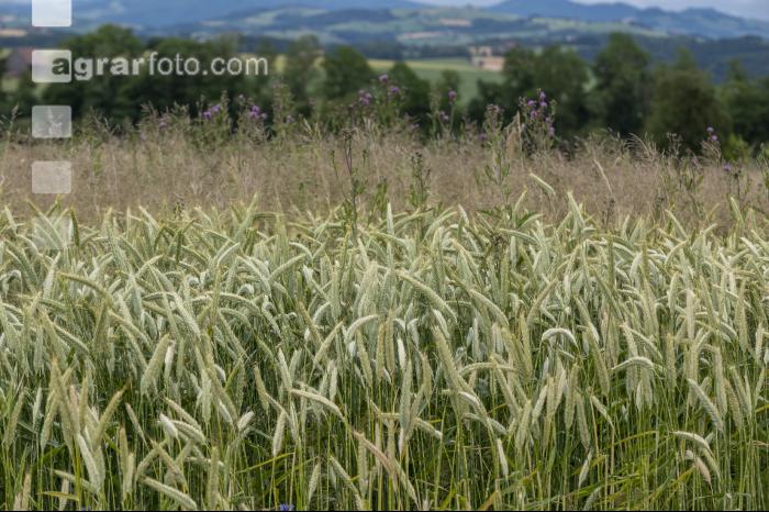 Disteln in Triticale 3