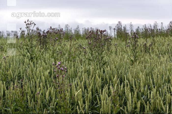 Disteln in Weizen 5