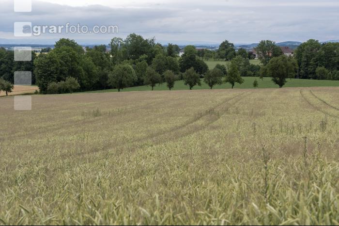 Windhalm in Triticale 