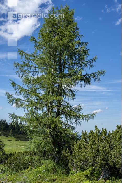 Lärchen an Baumgrenze 