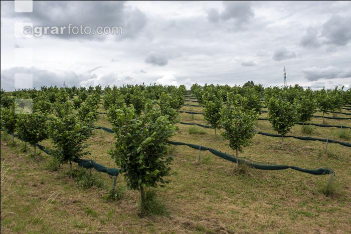 Haselnuss Plantage 1