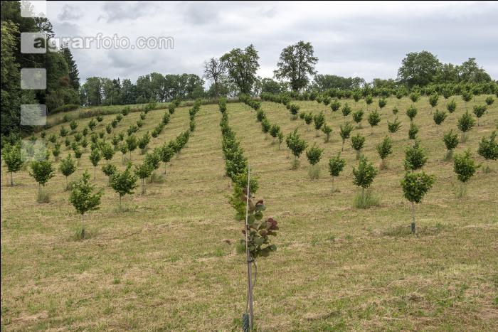 Haselnuss Plantage 3
