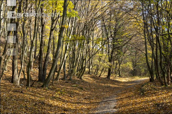 Niederwald