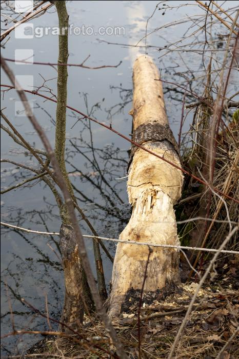 Biberspuren 