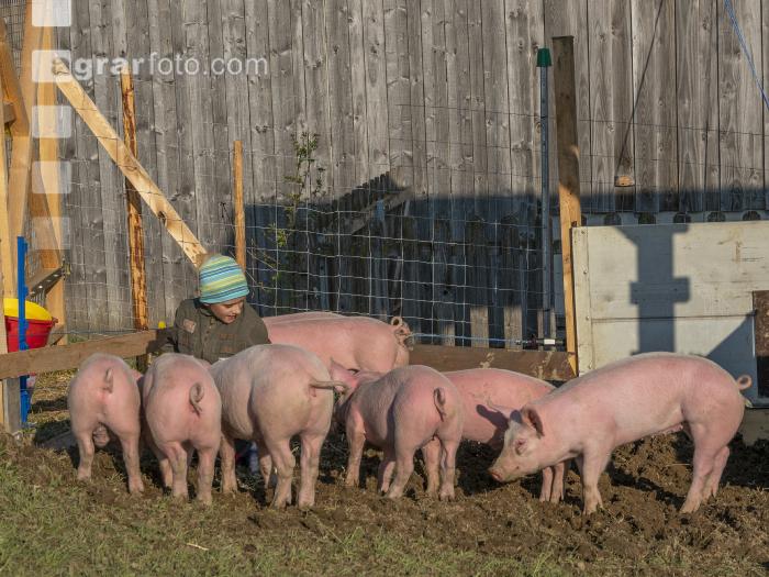 Freilandschweine 24