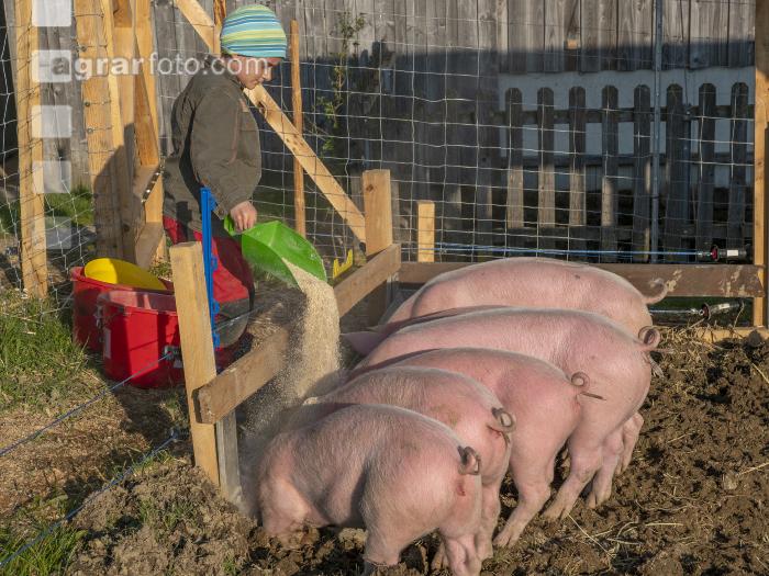 Freilandschweine 23