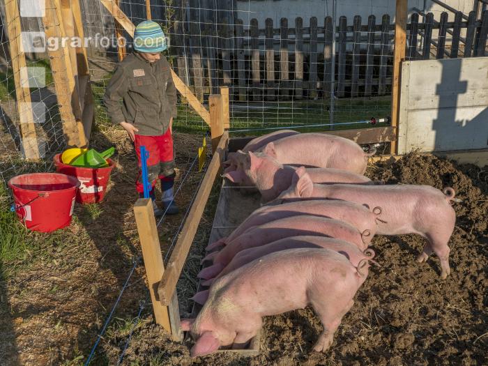 Freilandschweine 21