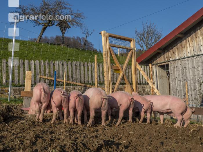Freilandschweine 19