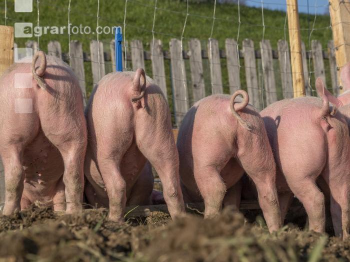 Freilandschweine 18