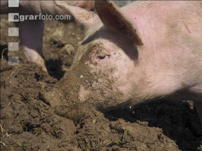 Freilandschweine 14