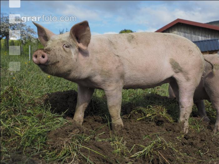 Freilandschweine 9