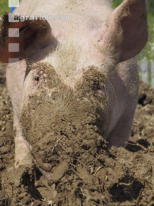 Freilandschweine 7