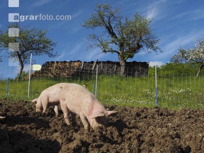 Freilandschweine 6