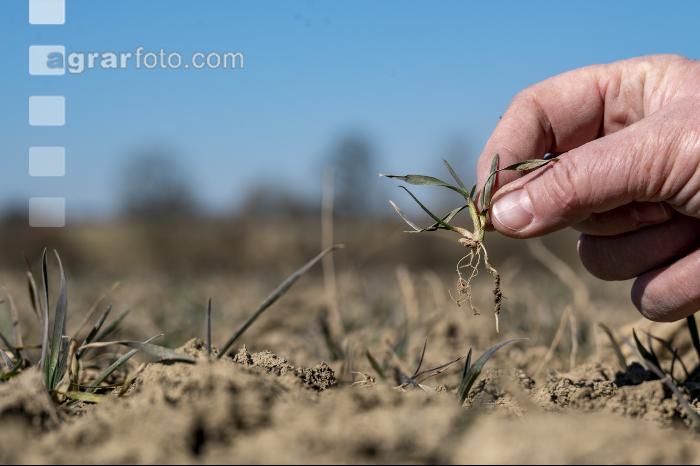 Trockenheit März Weizen 6