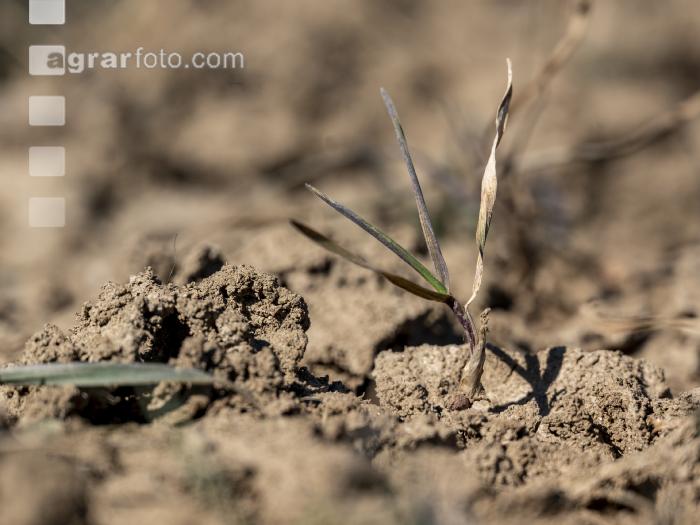 Trockenheit März Weizen 3