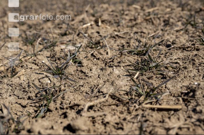 Trockenheit März Weizen 1