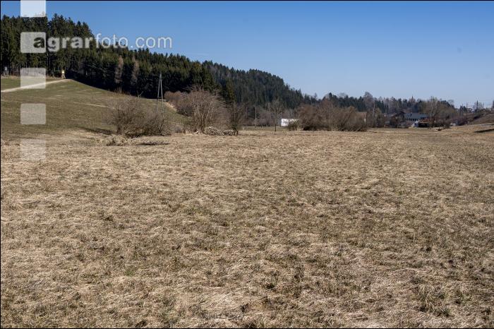 Trockenheit  März Wiese 8
