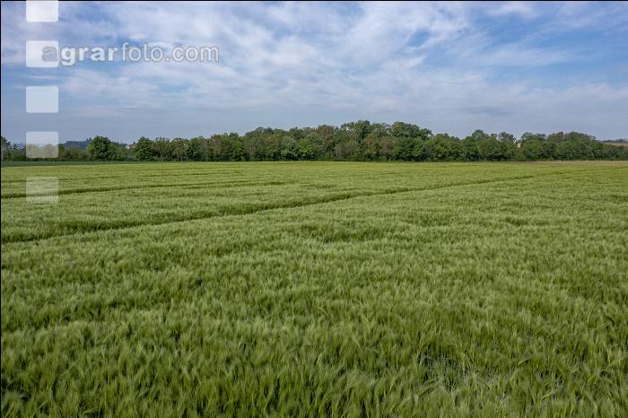 Agrarland im Mai 22
