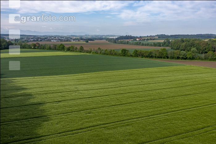 Agrarland im Mai 21