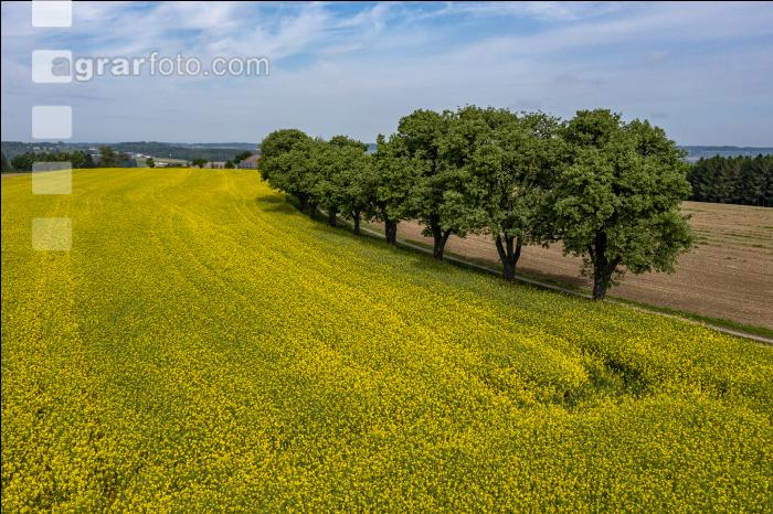 Agrarland im Mai 19