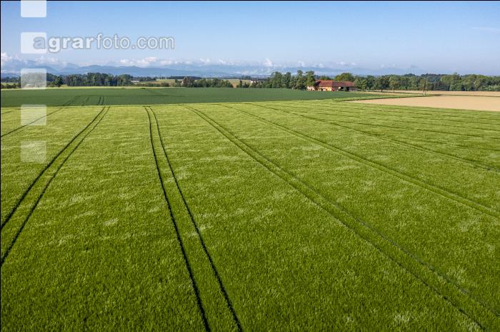 Agrarland im Mai 12