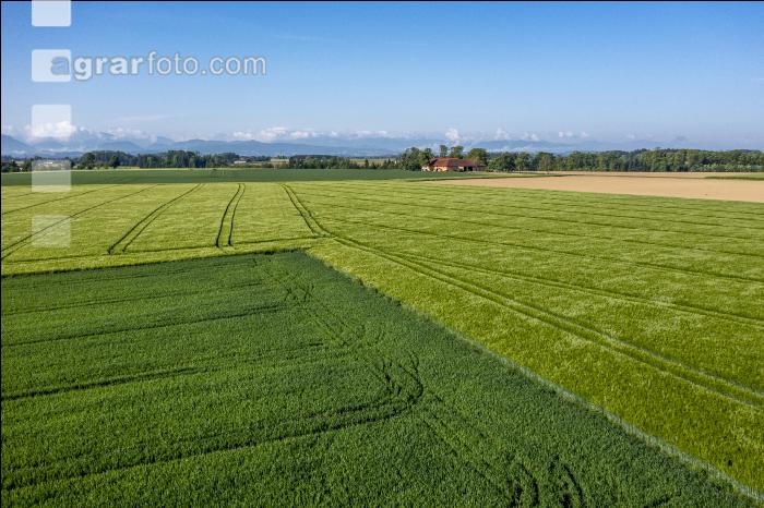 Agrarland im Mai 10