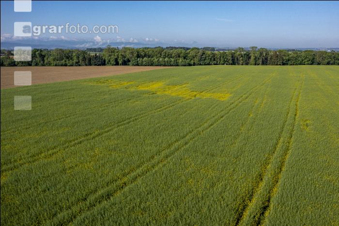 Agrarland im Mai 9