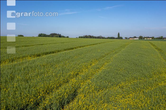 Agrarland im Mai 6