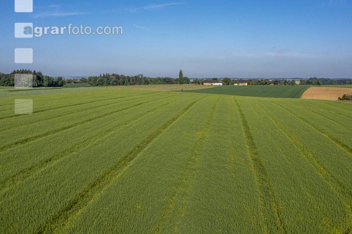 Agrarland im Mai 5